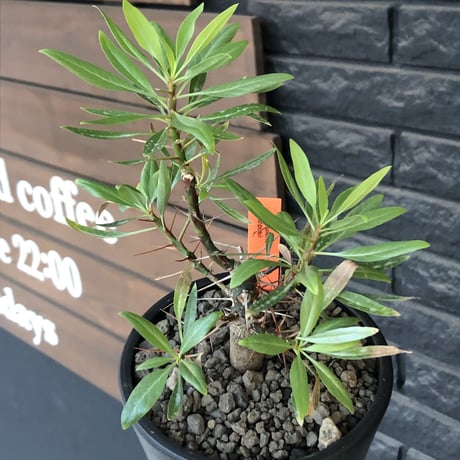fouquieria  purpusii《小さめM size》希少種※現地球発根済株※株元の成長に期待を持てるバランス良き美株‼︎特化した美しい柄が魅力‼︎※mad black pot植え