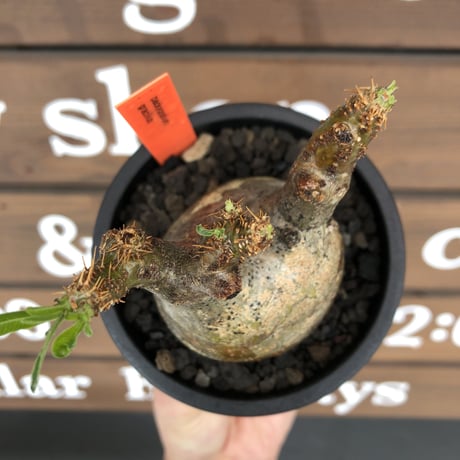 packypodium  gracilius《小さめM size》希少ニ頭枝※現地球発根済株※店主国内管理2年株※大変バランス良きニ頭枝‼︎両A面のぼってり選抜株※mad black pot植え