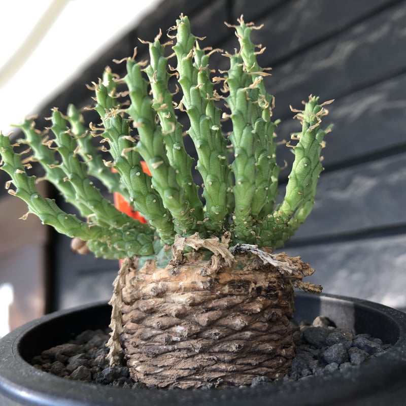 euphorbia gorgonis《M size》※現地球発根後店主国内管理3年株※人気🐙タ