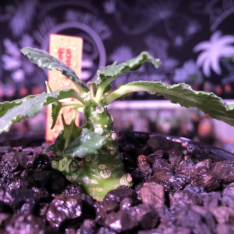 dorstenia   lavrani《S size》※成長遅い分小柄でも株元から分岐した良き樹形な希少ラブラニー‼︎※mad  black  bowl pot植え