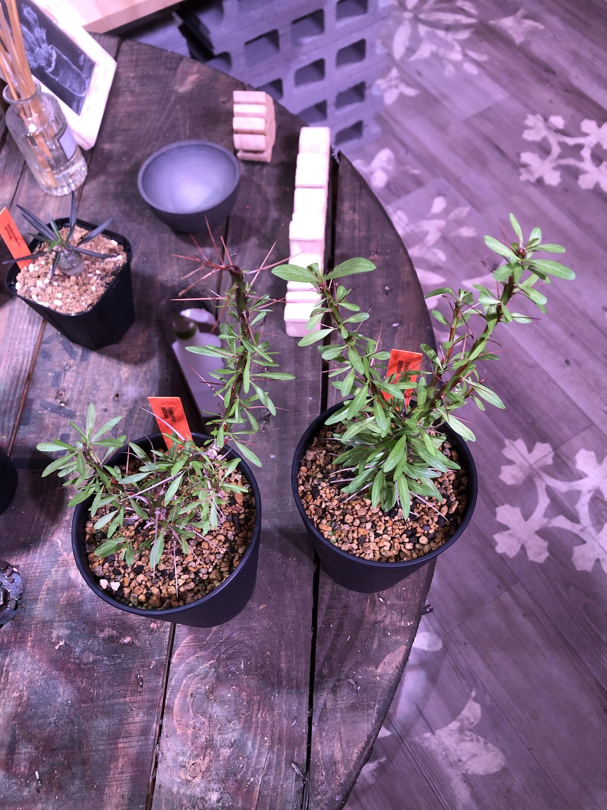 fouquieria purpusii《M size》※希少性高し | plants h fouquieria purpusii《M size》※希少性高し | plants h