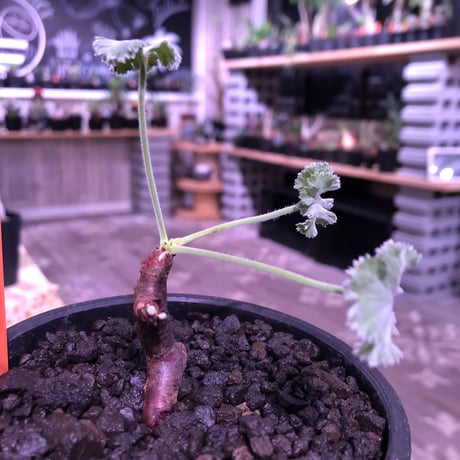 pelargonium  mirabile《S  size》追加第二弾‼︎　芽吹き済み株‼︎ ※限定２株  ※愛おしく堪らないと感じる冬型の人気者‼︎　※mad black bowl pot植え‼︎