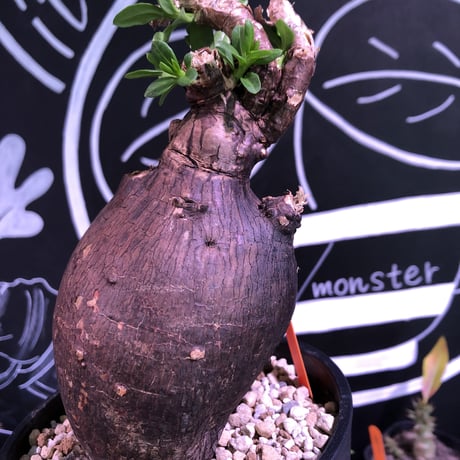 packypodium  bispinosum