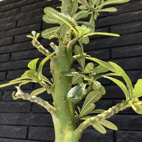 激希少 dorstenia   gigas  big size‼︎《LL size》※大変大株の上、何より樹形balanceも最高な滅多に手に入らないサイズ感の驚愕ギガス特選株