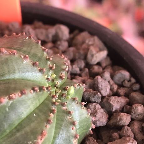 euphorbia  obesa《小さめM  size》W-he'd株※現地球発根済株※一部木質化した双頭オベサ※mad black bowl pot植え