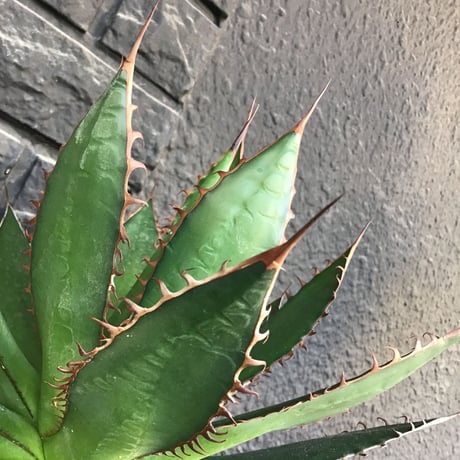 agave horrida《L L size》※現地球発根後店主国内管理3年株※締まり&樹形balance良きbigなホリダ※プラ浅鉢植え