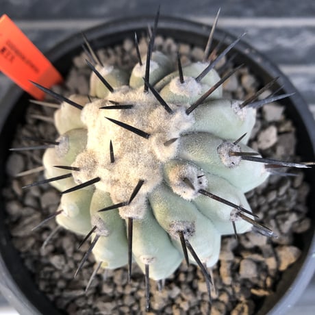 copiapoa   cinerea  黒王丸《大きめM size》激希少※現地球発根済株※店主国内管理11年株※選抜特選株※mad black bowl pot植え