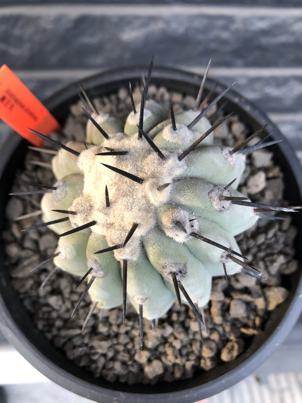 黒王丸　コピアポア シネレア 現地球発根済 Copiapoa 黒王丸 現地球 発根済み コピアポア シネレア Copiapoa - メルカリ