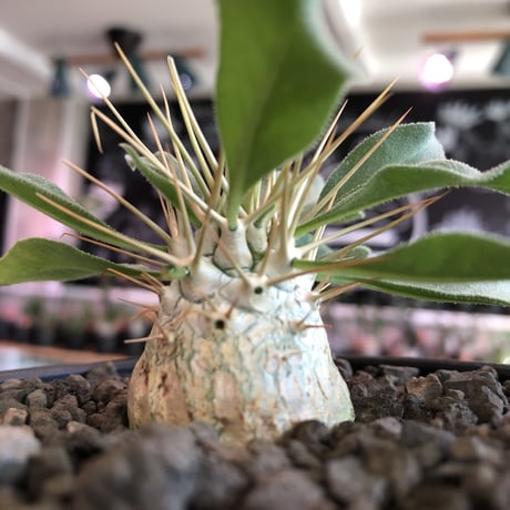 packypodium  namaquanum 光堂《大きめS size》littmon seed🌱※希少‼︎威勢よく葉も展開中‼︎しっかり育て渾身の一株※mad  black bowl pot植え