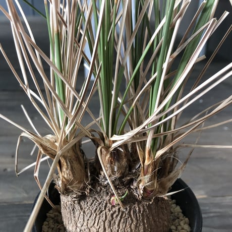 calibanus   hookeri《M size》