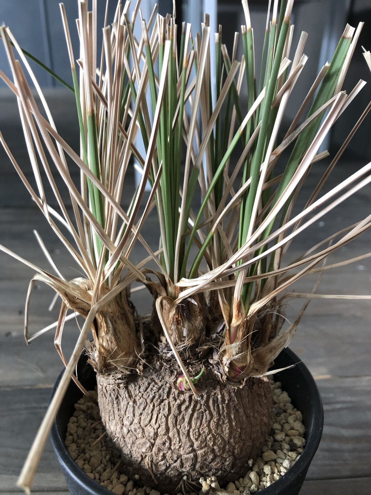 calibanus hookeri《M size》 | plants holic