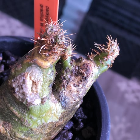 pachypodium gracilius《M size》※現地球株発根済※希少‼︎w-he'd＆極green肌で愛らしいぼってり樹形※black pot植え