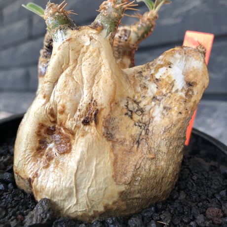 pachypodium gracilius《M size》ぼってり短枝&極現地焼け肌※現地球発根後店主国内管理3年株※極めて現地焼けマミレれな特化した装い‼︎※mad black pot植え
