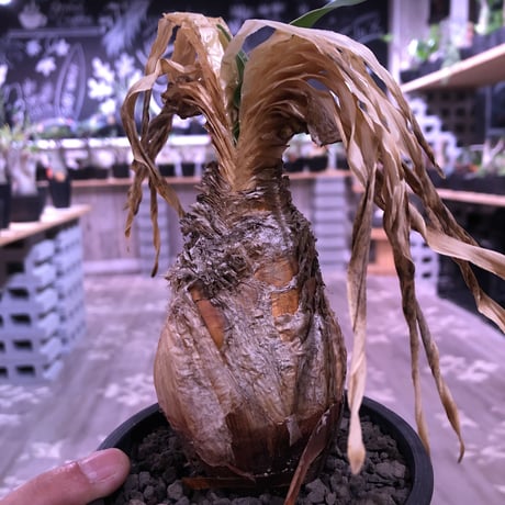 boophane   disticha  var.陽炎type‼︎《M size》※陽炎さがしっかり出てるcontrast抜群な一株‼︎mad black pot植え