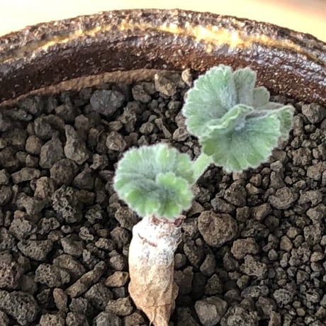 pelargonium  mirabile《SS size》※littmon seed株※誰もが愛おしく堪らないと感じる冬型の人気者※信楽陶器鉢植え