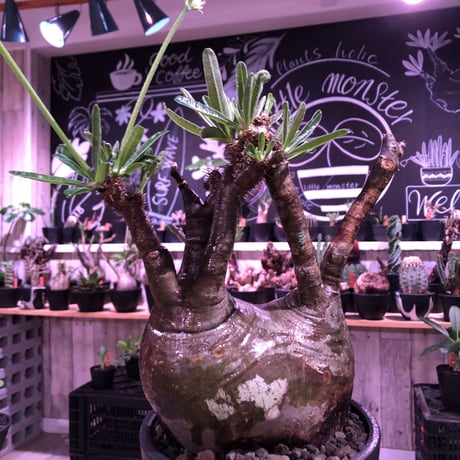 packypodium  gracilius《L size》W-he'd株※現地球発根済株※店主国内管理7年株※極バランス‼︎管理長きmad質な渋い奴※mad black bowl pot植え
