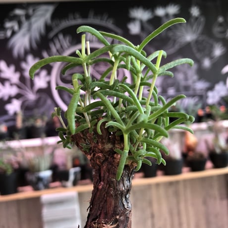 mestoklema   tuberosum《小さめM  size》※冬季も成長開花する潅木‼︎丈短で成熟株の表皮肌質‼︎※限定２株
