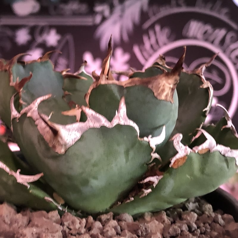 agave titanota 白鯨《M size》※現地球発根済株※最高の鋸歯に幅広肉厚葉