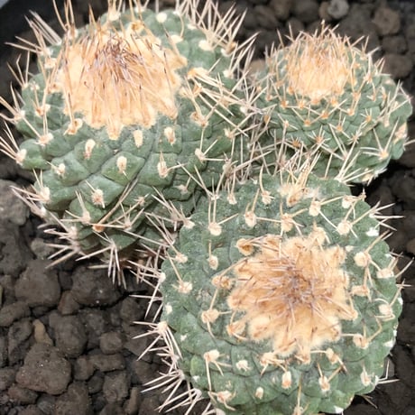strombocactus 白棘菊水 4分頭《Lsize》※littmon seed株※現地球株と比べ生育は早く例年開花も楽しめる美樹形な一株‼︎※black bowl pot植え