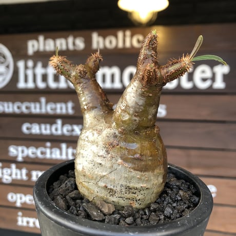 pachypodium gracilius《大きめS size》希少ニ頭枝＆A面一部green肌株※現地球発根済株※店主国内管理2年株※ぼってり樹形＆表裏ツートンカラー※mad black pot植え