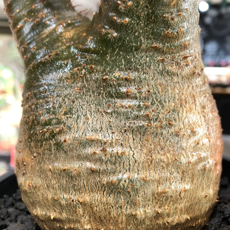 pachypodium gracilius《L size》※現地球株発根済※大きめで全方位A面