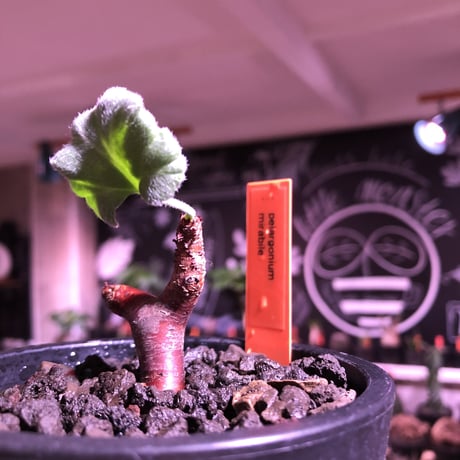 pelargonium  mirabile《S size》※現地球発根済株※今後輸入が厳しいミラビレ🌱誰もが愛おしく堪らないと感じる冬型の人気者※mad black pot植え