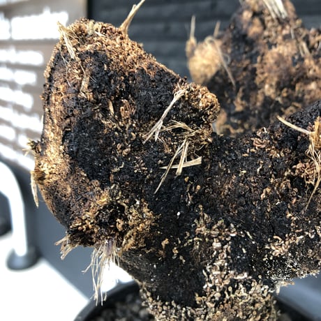 xerophyta  trichophylla《S size》※現地球発根済株※驚愕強靭株※幹太め&限りなくweightはlow‼︎これでもかわいい小振りサイズ※mad black pot植え