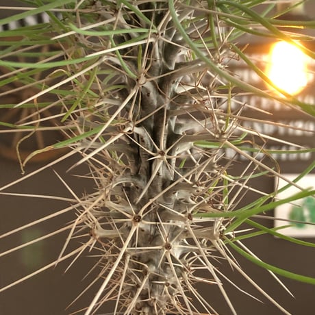 didierea  madagascariensis《大きめM size》※希少種‼︎※現地球株発根済※シルバーの棘に覆われたワイルドさと凛と涼しげに垂れ下がる葉が魅力※black  pot植え