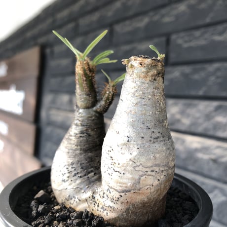 pachypodium gracilius《大きめS size》w-he'd株※現地球発根後店主国内管理3年株※weight低く丸みも強き良樹形株※mad black pot植え