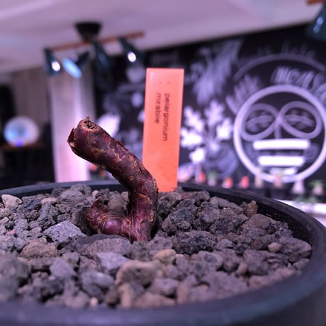 pelargonium  mirabile《S size》※今後輸入が厳しいアフリカ物‼︎誰もが愛おしく堪らないと感じる冬型の人気者※mad black bowl pot植えNo.①
