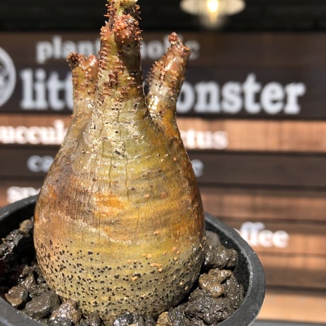 pachypodium gracilius《大きめS size》balance美株※現地球発根済株※店主国内管理2年株※短枝の上、大変balance良き良樹形株※mad black pot植え