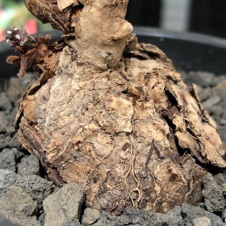 pelargonium  lobatum《L size》※現地球株発根済※丸みが強く大振りサイズながら大変整った一株‼︎※black pot植え