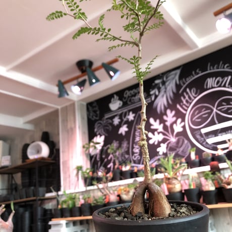 opercullicarya  packypus   littmon  seed🌱 《7年株》幹も太く‼︎ボコボコも強く出た立体樹形balanceも良きパキプス※mad black pot植え