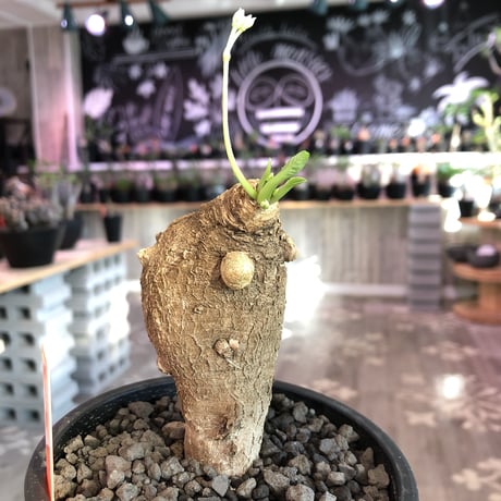 euphorbia    primulifolia  《M size》《white花》※ぼてっとプリっとこのformeが堪らない人気者‼︎※mad black pot植え※幹上がり仕立て