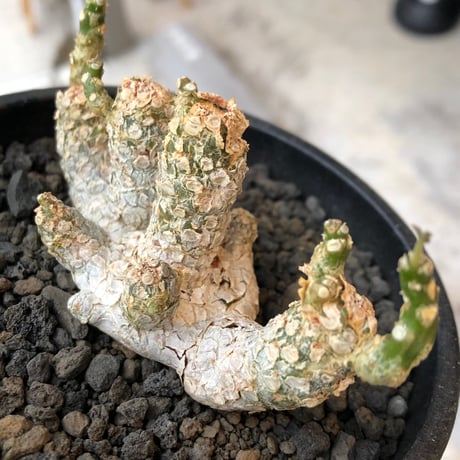 dorstenia  horwoodii《LL size》※現地球株発根済※古き良き味深い極白肌&低重心ぷっくり株元も堪らない渾身の一株‼︎※black bowl pot植え