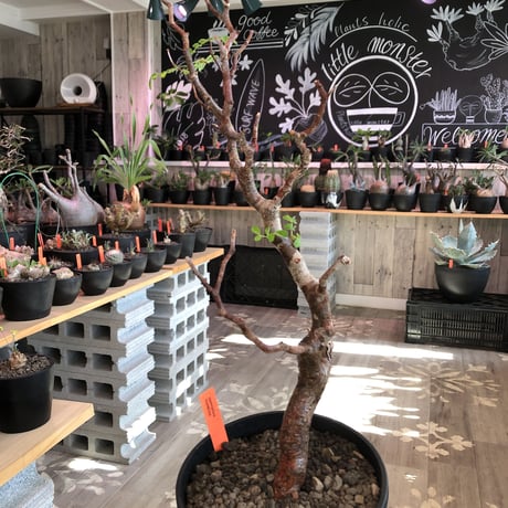 commiphora   monstrosa《 M  size》※現地球発根済株※店主国内管理3年株※weight低く幹も太めな枝振りバランス良きモンスト‼︎※black tall pot植え