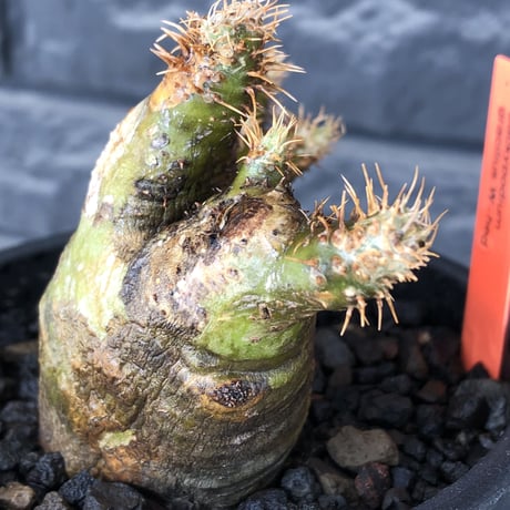 pachypodium gracilius《M size》※現地球株発根済※希少‼︎w-he'd＆極green肌で愛らしいぼってり樹形※black pot植え