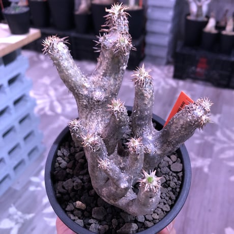 packypodium brevicalyx《大きめS size》激希少‼︎※現地球発根済株※流通しない山獲りモノ！枝のみ展開する樹形‼︎カリックスらしさ感じる激レア株※mad black pot植え