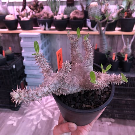 packypodium   makayense《M size》4分頭株※現地球発根済株※小振が故の良さが伝わる大変綺麗な装いのfour-he'dマカイ‼︎将来有望株※mad black pot植え