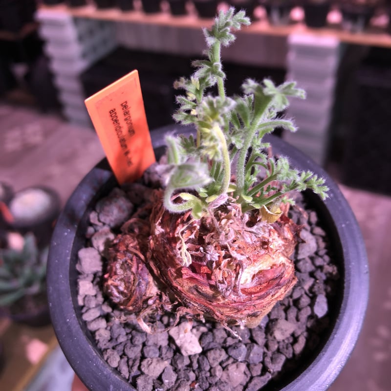 A*i様 目玉商品71002発根済み早い者勝ち！ ベアルート株　ペラルゴニウム pelargonium lobatum | plants holic 
