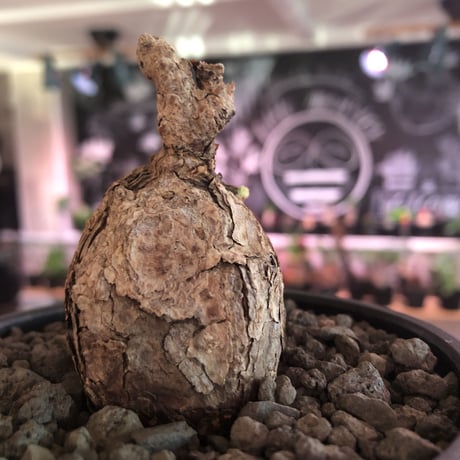 pelargonium triste《小さめM size》※現地球発根済株※店主国内管理2年株※大変まん丸な球体樹形な選抜激オススメな一株※mad black bowl pot植え