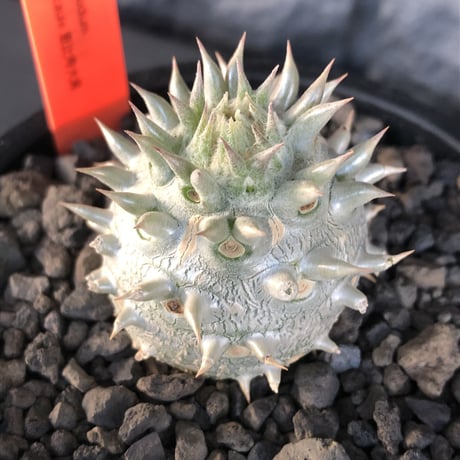 packypodium densicaule恵比寿大黒　littmon  seed🌱《大きめS size》※超球体&肌質が堪らないかわいさ100%‼︎※mad black pot植え