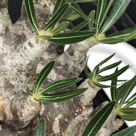 pachypodium brevicalyx 《XL size》※現地球株発根済※bigサイズ‼︎低重心半端なき枝振りも堪らない※brown marble bowl pot植え