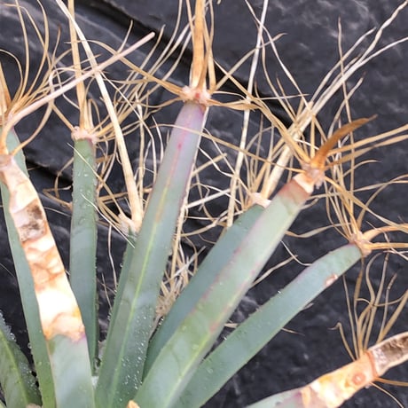 leuchtenbergia  principis 晃山《LL size》大株※現地球株発根済※極太幹を持ち年代物なため極めてワイルドな一株‼︎※mad black bowl pot植え