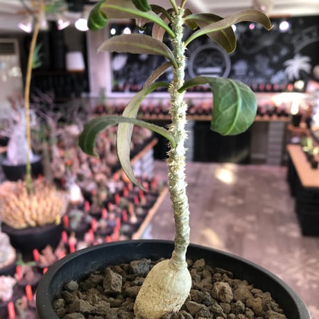 euphorbia waringiae《M size》※現地球株発根済※ぽっこりと丸みある塊根にギザギザ葉が相まって堪らなくかわいい一株※black bowl pot植え