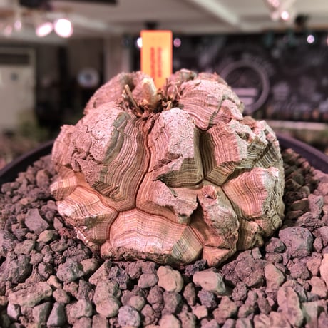 dioscorea elephantipes アフリカ亀甲竜《大きめM size》※今後輸入が厳しい南アフリカ物‼︎現地球株らしい切れ目立体樹形の大きなwild亀さん‼︎※浅鉢植え　※限定2株
