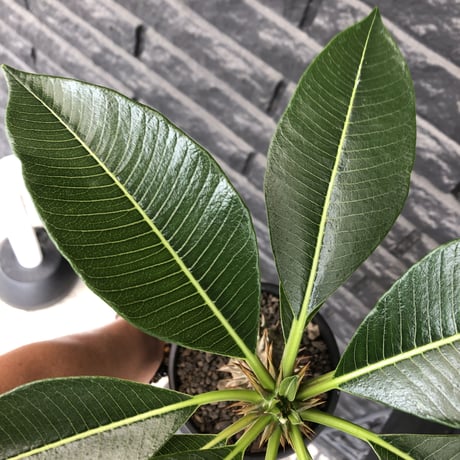 pachypodium  baronii《LL size》※激希少‼︎現地球発根後店主国内管理9年株※激極太幹を持ちどっしり構えの男前‼︎太いstuds棘が堪らない※mad black pot植え