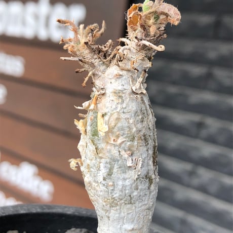 sesamothamnus rivae《大きめS size》※現地球株発根済※小振り現地球株は逆に珍しく白く美しくも味深き表皮のメクれが堪らない一株※black pot植え