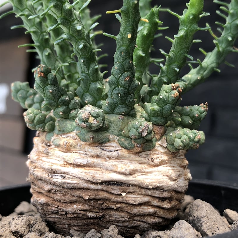 euphorbia gorgonis《大きめM size》※現地球発根後店主国内管理2年株※人