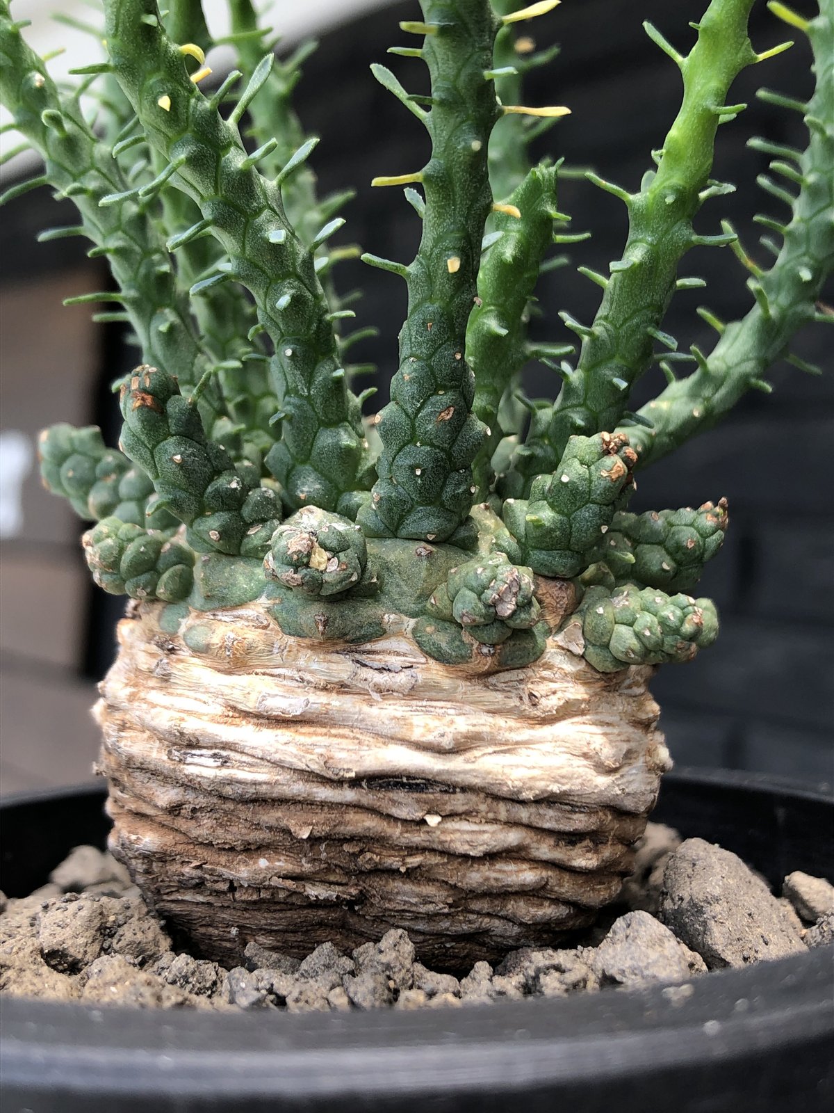 なぬかす　ゴルゴニス　スティローサ　グラキリス　まとめ現地球 なぬかす ゴルゴニス スティローサ グラキリス まとめ現地球 なぬかす